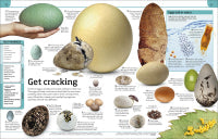 General Knowledge Genius!: A Quiz Encyclopedia to Boost Your Brain