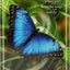 IC: Animal Whispers Empowerment Cards: Animal Wisdom to Empower and Inspire