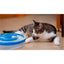 Interactive Cat Track Circle with LED Sound Light Rolling Ball - Chase Play Toy