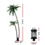 XM-TR-FAIRY-PALM01-202508191446-01.jpg