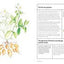 Kitchen Garden, The: Sowing, growing and cooking for the garden enthusiast