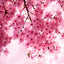 LUXE DIFFUSER - ORIENTAL CHERRY BLOSSOM