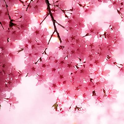 LUXE DIFFUSER - ORIENTAL CHERRY BLOSSOM