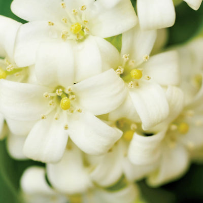 LUXE NATURAL SOY CANDLE - SWEET JASMINE & MAGNOLIA