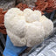 Lion's Mane Mushroom Grow Kit