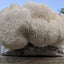 Lion's Mane Mushroom Grow Kit