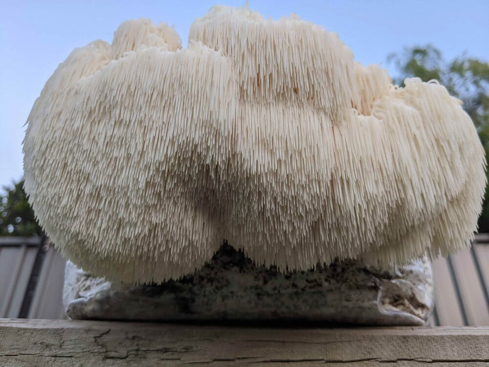 Lion's Mane Mushroom Grow Kit