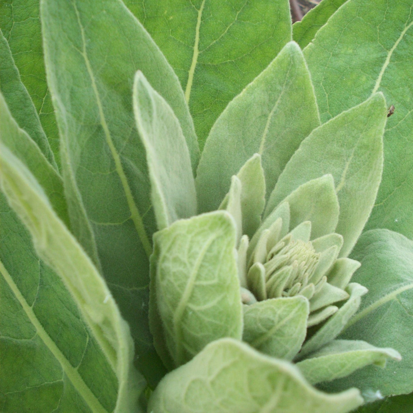Organic Mullein Leaf Tea - Dried Herbal Verbascum Thapsis