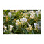 Orku 10x 100g Plant Oil Soap Honeysuckle Vegetable Bar Australian