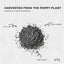 Orku 20Kg Poppy Seeds Unwashed Papaver Somniferum For Baking and Decorating