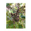 Orku 4 x 100g Patchouli Plant Oil Soap Bars Australian Made