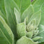 Orku 400g Organic Mullein Leaf - Dried Herbal Verbascum Thapsis