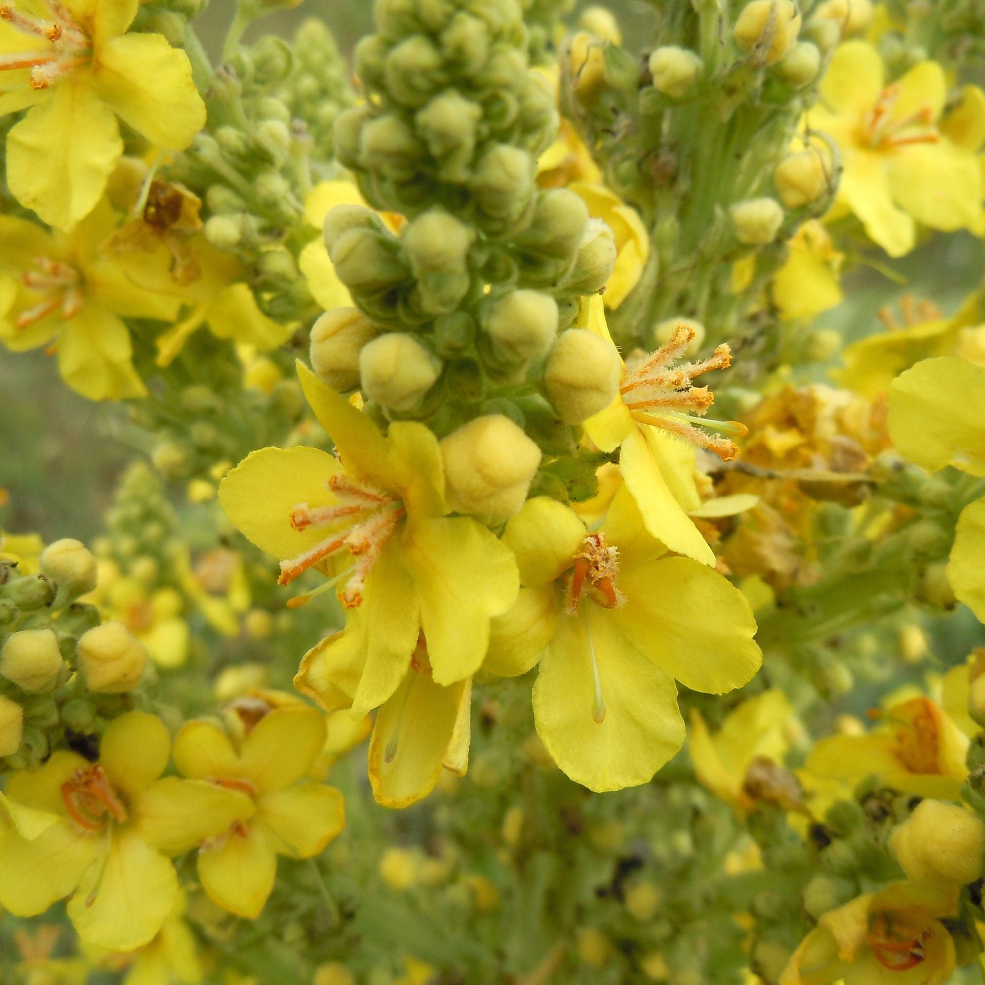 Orku 400g Organic Mullein Leaf - Dried Herbal Verbascum Thapsis