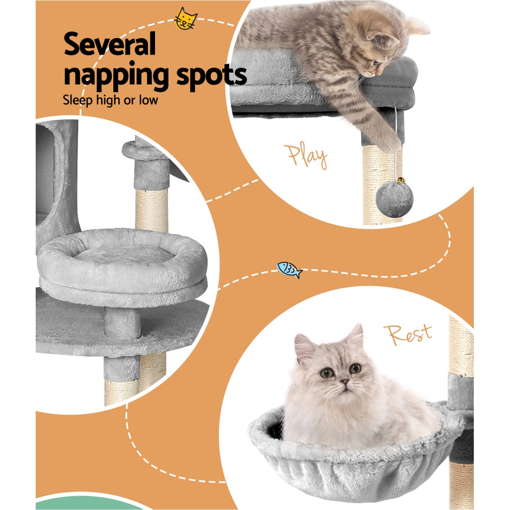 PET-CAT-APS020-GR-48893-06.jpg