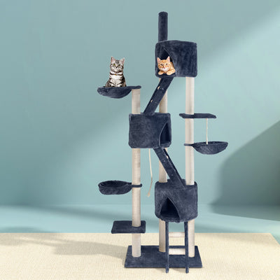 PET-CAT-HSCT015-GR-4986-07.jpg