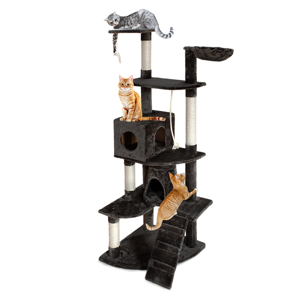 PET-CAT-HSCT018-GR-4259-00.jpg