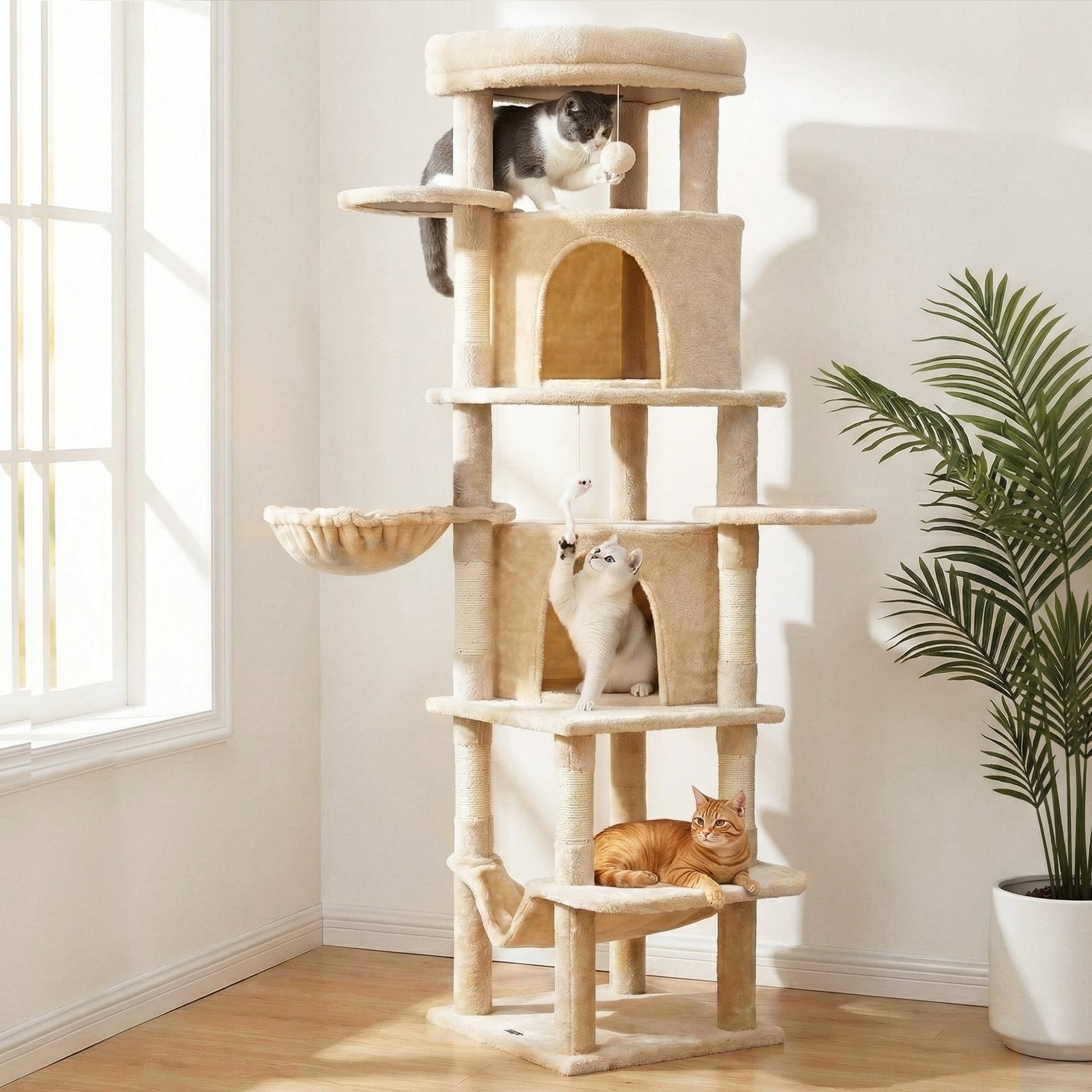 PET-CAT-L167-BG-202601271828-09.jpg