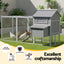 PET-CH-P228-GR-AB-202509161310-03.jpg