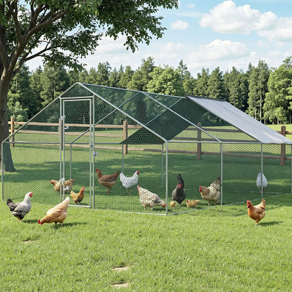 PET-CHICK-CAGE-B-3X6-202604101542-00.jpg
