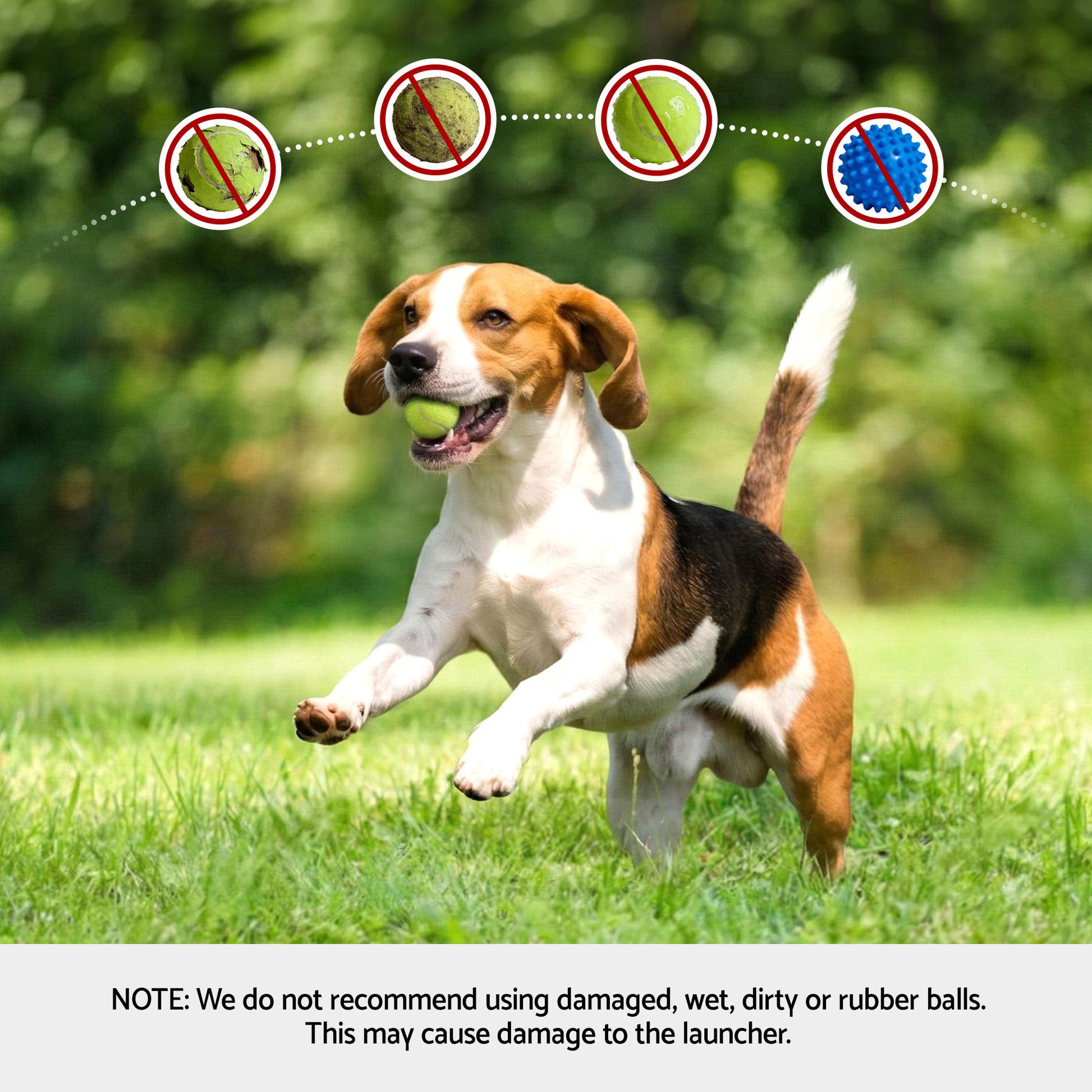 PET-DOG-2BALL-FEED-GN-202603181836-08.jpg