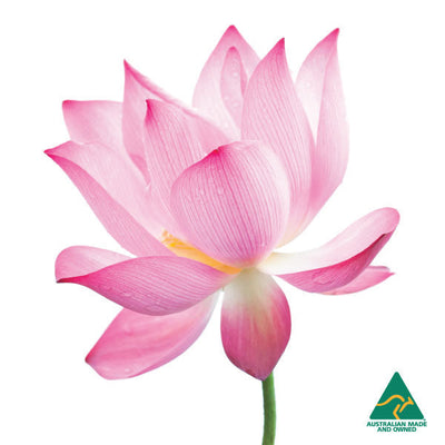 Pink Lotus Flower - Natural Soy Candle