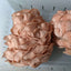 Pink Oyster Mushroom Grow Kit