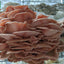 Pink Oyster Mushroom Grow Kit