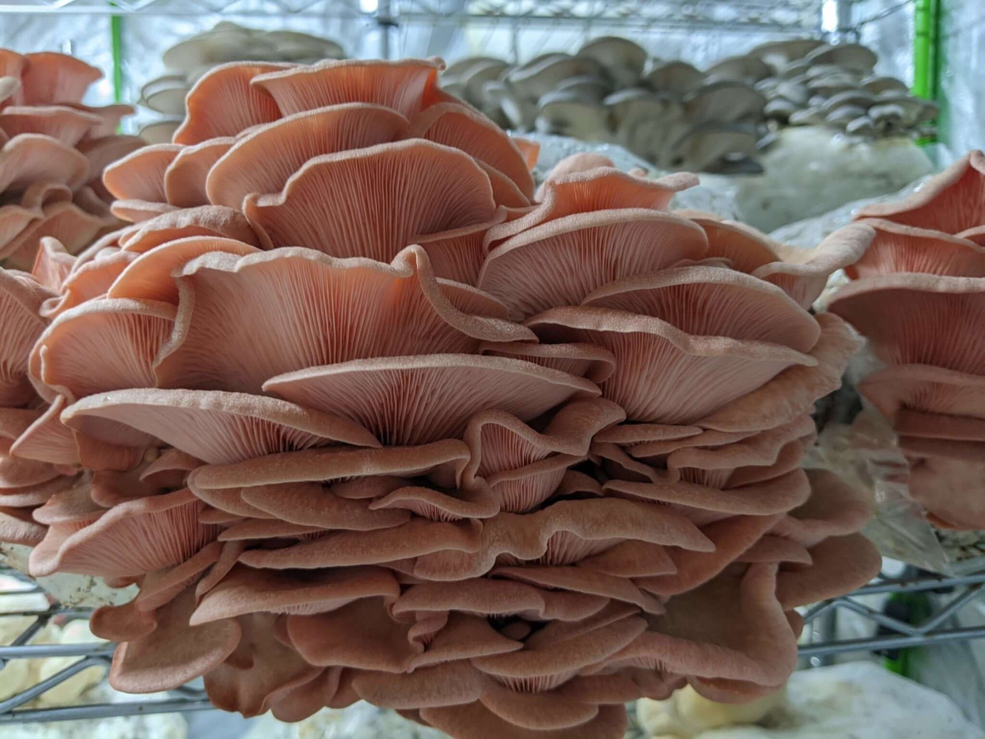 Pink Oyster Mushroom Grow Kit