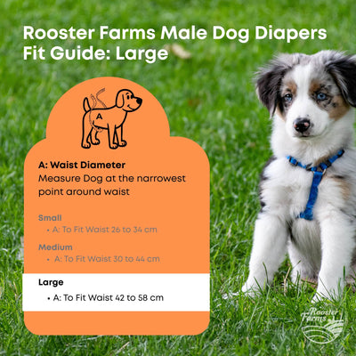 Rooster Farms Male Dog Diapers Large 3Pk - Washable Reusable Nappies Hook/Loop