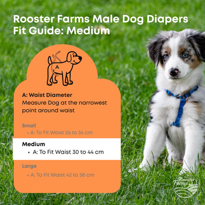 Rooster Farms Male Dog Diapers Medium 3Pk - Washable Reusable Nappies Hook/Loop