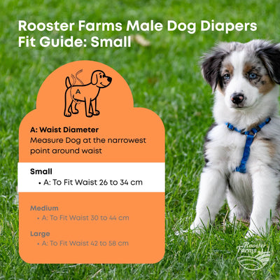 Rooster Farms Male Dog Diapers Small 3Pk - Washable Reusable Nappies Hook/Loop