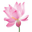 Reed Diffuser - Pink Lotus Flower