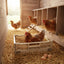 Rooster Farms Collapsible Chicken Nesting Box - 24 x 30 x 14.3cm Poultry Nest