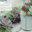 Succulents Made Easy: A Beginner's Guide (Featuring 200 Varieties)
