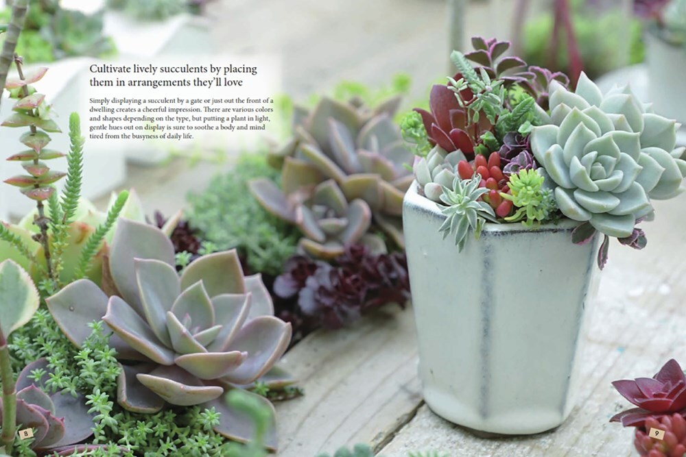 Succulents Made Easy: A Beginner's Guide (Featuring 200 Varieties)