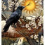 Urban Crow Oracle: A 54-Card Deck and Guidebook