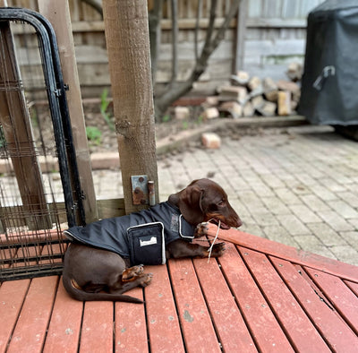 Waterproof Dog Jacket Rain Coat - Water Wind Resistant Small Breed Vest - Black