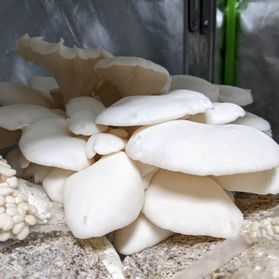 Winter White Oyster Mushroom Grow Kit