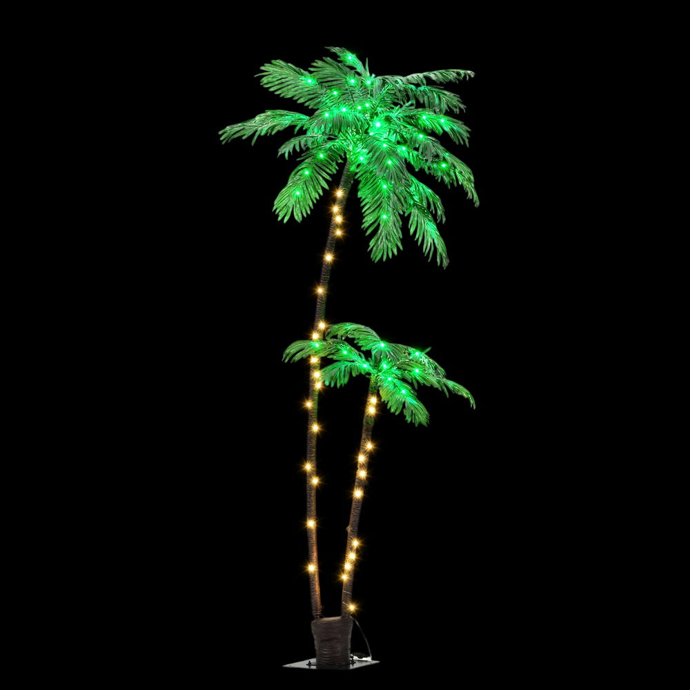 XM-TR-FAIRY-PALM01-202508191446-02.jpg