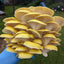 Yellow Oyster Mushroom Grow Kit