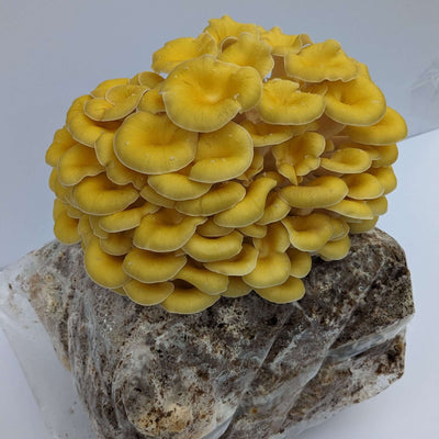 Yellow Oyster Mushroom Grow Kit
