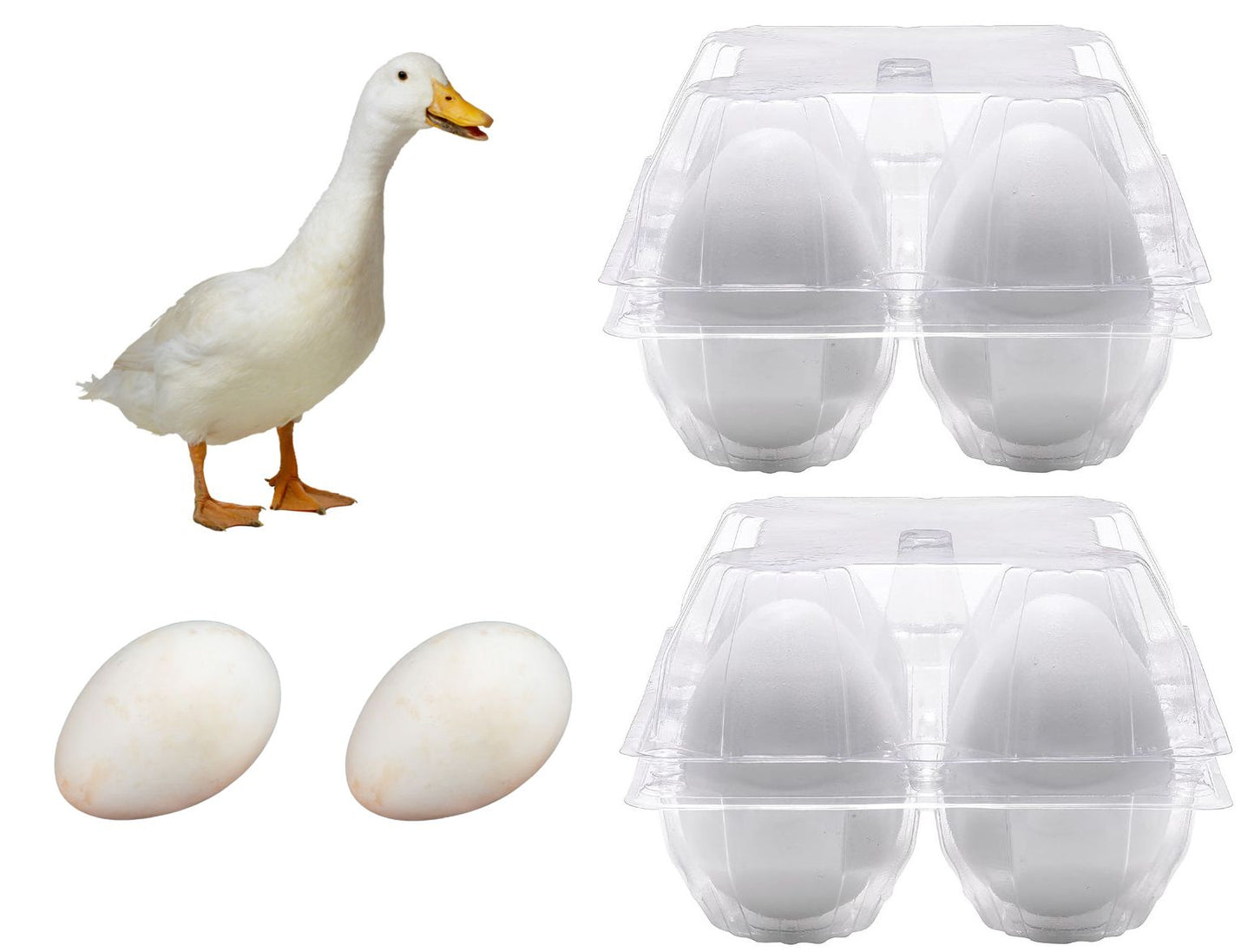 50 X Extra Large Clear Goose Egg Cartons For 4 Xl Eggs