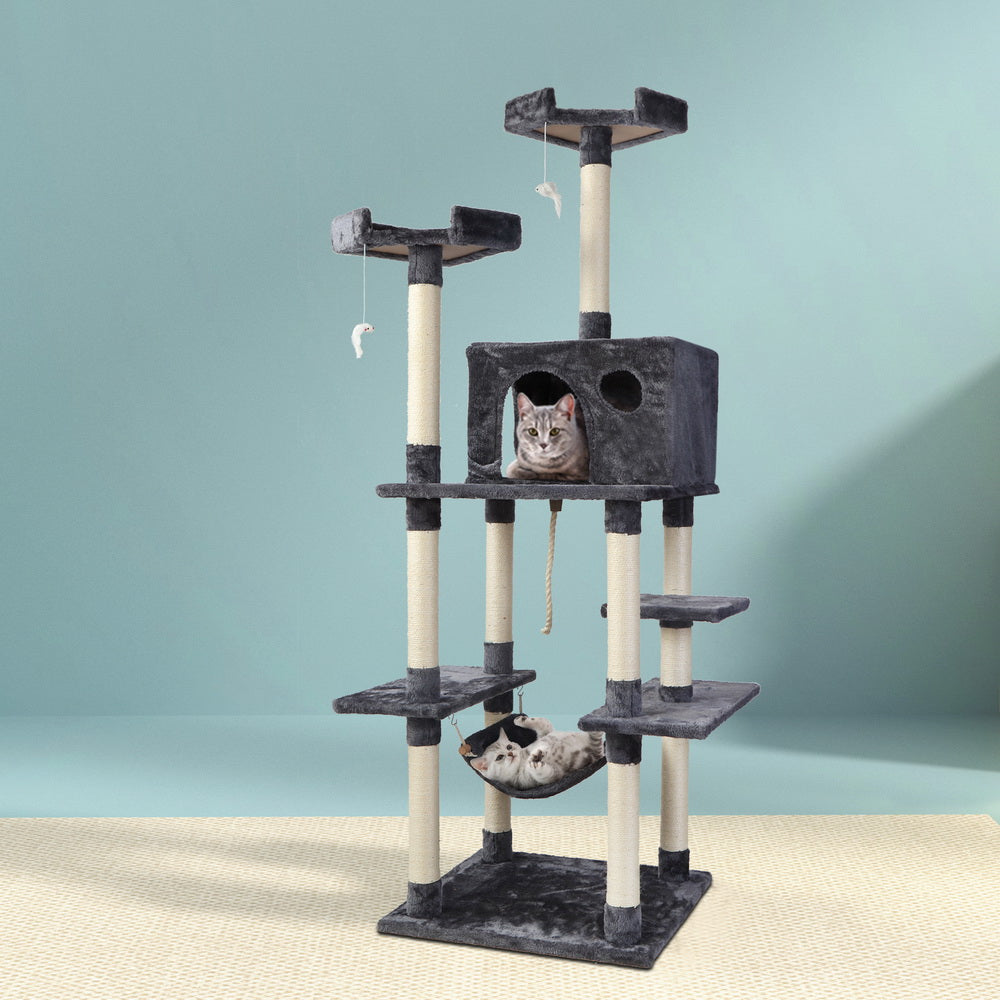 PET-CAT-FL09-GR-16631-07.jpg